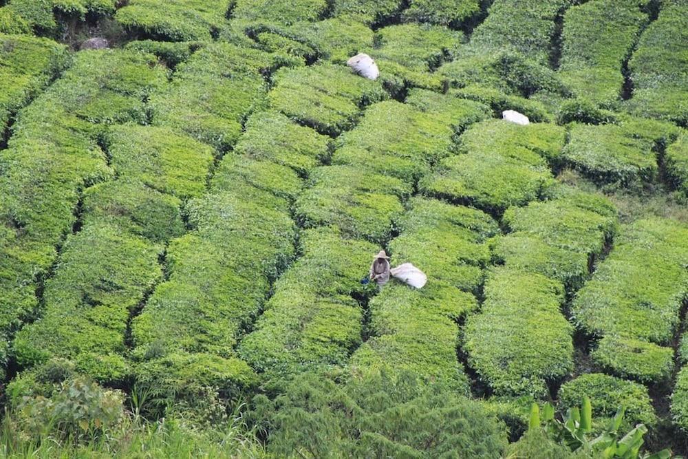 Hotel Double Stars Cameron Highlands Exterior photo